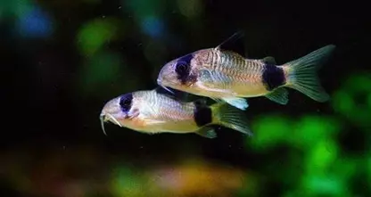 Panda armored catfish